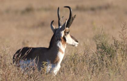 A profile view of a pronghorn in chest-deep grass