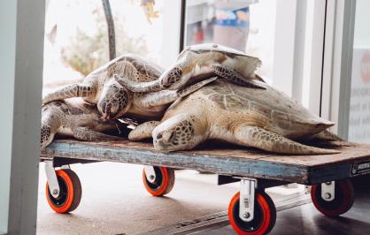 Four cold-stunned sea turtles stacked atop each other are moved into the front door of a veterinary clinic on a wooden dolley.