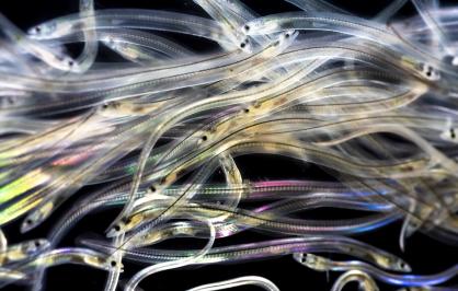 A tangle of thin, translucent glass eels swim in black water, showing striking contrast.