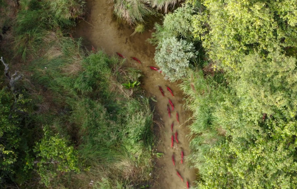 A aerial photograph of a run of red-backed salmon traveling through a stream in Bristol Bay, Alaska. The trees lining the banks are a vivid green in contrast to the brown, mazy water.