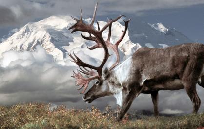 A caribou with large antlers grazes on grasses in the foreground, in front of a large snowy mountain partially obscured by clouds.