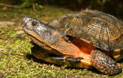 A wood turtle turns away from the camera, exposing its pink neck. It has a brown shell and rests on a mossy surface.