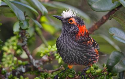 A vibrant Akohekohe, also known as the Crested Honeycreeper, perched on a branch surrounded by green foliage. The bird features striking black and orange plumage with a distinctive white crest on its head.
