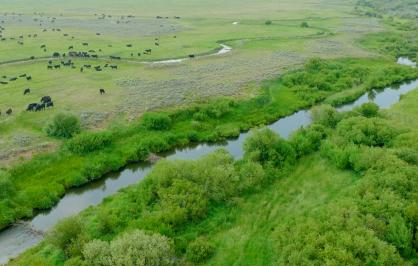 Aerial view of a lush green landscape with a winding river and dense vegetation, featuring black cows grazing on expansive grasslands in the serene countryside.