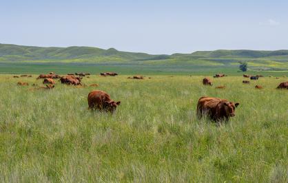 A herd of brown cows grazing in a vast, lush green field with rolling hills in the background under a clear blue sky.