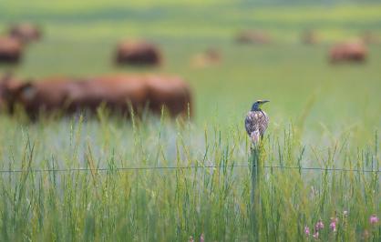 A meadowlark perched on a fence post in a lush green field with tall grass and wildflowers, with grazing cows in the background in a serene countryside landscape.