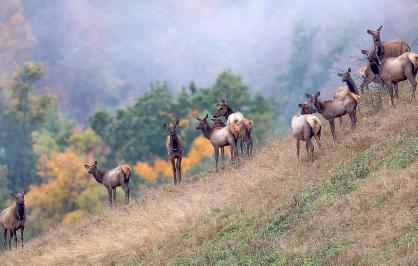 A group of elk standing on a grassy hillside with autumn foliage in the background. The slope is steep, and the elk are positioned in a loose line, facing forward. Behind them, trees display vibrant fall colors of orange, yellow, and green, partially veiled by mist.