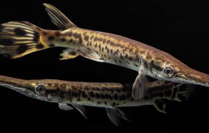 Two alligator gar fish with long, narrow snouts and sharp teeth, featuring mottled brown and tan patterns along their elongated bodies, swimming against a black background with a reflective surface below.
