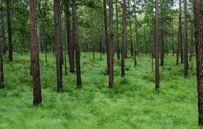 Dense longleaf pine forest with tall, straight trunks and a lush green understory of grasses and low plants.