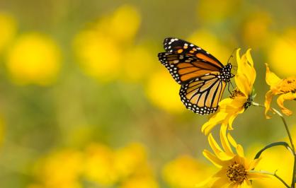 A monarch butterfly with orange and black wings perched on a bright yellow wildflower, with a blurred background of similar yellow flowers.