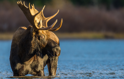 A large moose standing in shallow water with its head slightly lowered. The moose has dark brown fur and broad, palmate antlers that curve upward. Water droplets are visible dripping from its mouth, and the background shows blurred trees and brush under natural daylight.