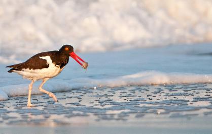 An American oystercatcher with a striking black-and-white body and bright orange beak walks along the shoreline, holding a small shellfish in its beak as waves foam in the background.