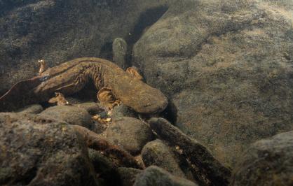 A large aquatic salamander, known as a hellbender, rests among submerged rocks in a freshwater stream. The salamander has a flat head, wrinkled skin along its sides, and blends with the brownish-gray tones of the surrounding stones. The water is clear, revealing the rocky bottom and scattered small debris.