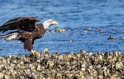 A bald eagle touches down on an oyster-covered rock, its wings spread as blue ocean water ripples behind it.
