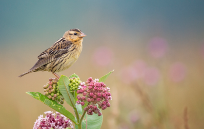 A small brown songbird, a bobolink, perched on pink milkweed flowers in a grassy meadow, with a softly blurred background.