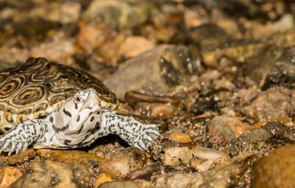 A diamondback terrapin with a patterned shell and speckled legs crawls across wet, rocky terrain near the water’s edge.