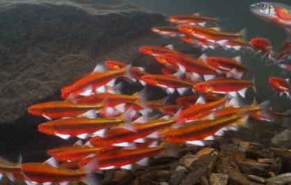 School of bright red-orange greenhead shiners swimming together underwater, their silvery fins flashing against a rocky streambed.