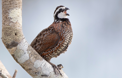 Male northern bobwhite quail perched on a light-colored tree branch, showing its distinctive white throat and eye stripe, with its beak open mid-call against a muted gray background.