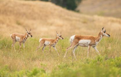 Three pronghorn antelope walk single file through tall grass in a wide, golden prairie landscape.