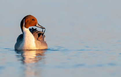 Male northern pintail duck floating on calm blue water, facing away with its head turned back, its reflection visible on the smooth surface.