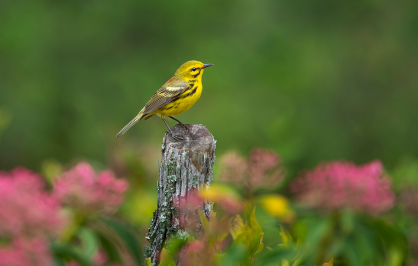 A bright yellow prairie warbler perched on a weathered wooden post, with a soft green background and blurred pink flowers behind it.