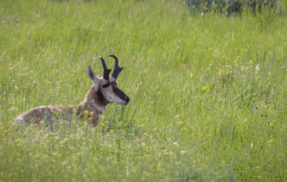 Pronghorn antelope resting in tall green grass, its distinctive black-and-white face and curved horns visible above the meadow.