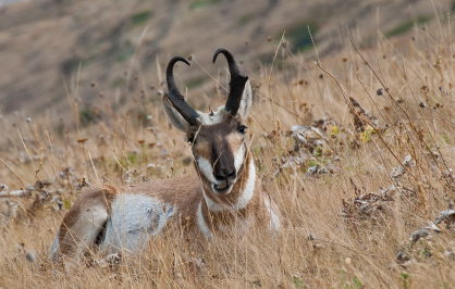 A pronghorn antelope with curved black horns lies in dry grass, looking toward the camera in a grassy, hilly landscape.