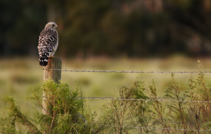 A hawk perched on a weathered wooden fence post beside a barbed‑wire fence, overlooking a grassy field with blurred trees in the background.