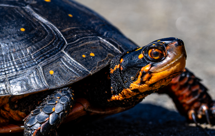 Close-up of a spotted turtle on pavement, showing a dark, domed shell dotted with small yellow spots and orange markings on the head and legs.
