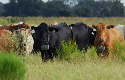 A small herd of cattle fitted with virtual fencing collars stands together in a green pasture.
