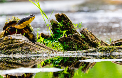 A Blanding’s turtle rests on a mossy log at the edge of a wetland, surrounded by green plants and reflected in calm water.