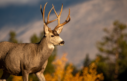 A mule deer with large antlers stands in a forested landscape with autumn foliage and mountains in the background.