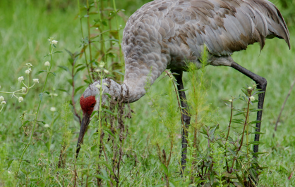 Sandhill crane with gray feathers and a red patch on its head bends forward to forage among tall green grasses and wild plants in a grassy field.