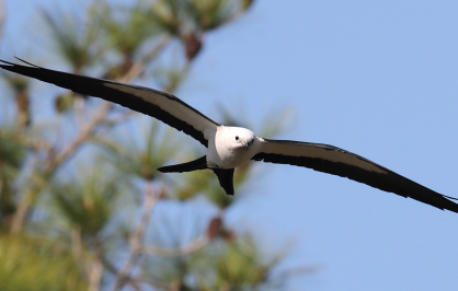Swallow-tailed kite flying with long, narrow wings and a white head against a blue sky