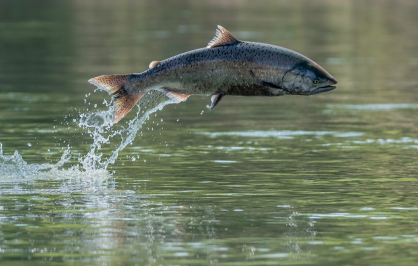 Chinook salmon mid-leap above a calm, greenish river, its body arched horizontally as water splashes behind it, suggesting an upstream migration jump.