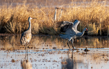Two sandhill cranes stand in shallow wetland water; one crane lifts its wings as it steps forward while the other stands still among dry golden grasses.