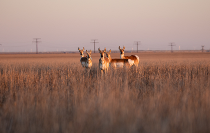 Herd of pronghorn antelope standing alert in tall, golden prairie grass at sunset, with open plains, distant power lines, and wind turbines stretching across the horizon.