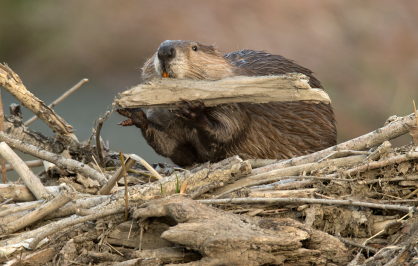 A beaver carries a large piece of wood across a pile of sticks and branches, likely adding material to a dam or lodge.