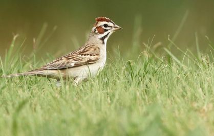 A lark sparrow stands in short green grass, viewed in profile. The bird has a distinctive rusty-brown crown, bold black-and-white facial markings, a pale breast, and finely patterned brown wings. The softly blurred green background highlights the bird's detailed plumage and distinctive head pattern.