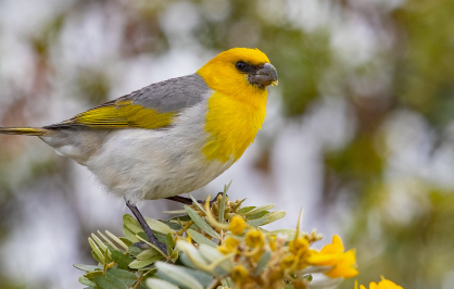 A brightly colored palila bird perches on a flowering branch. The bird has a vivid yellow head and chest, gray back and wings with olive-yellow accents, and a white belly. Clusters of yellow blossoms surround the branch, while the background is softly blurred in shades of green and white.