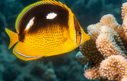 Close-up underwater photograph of a butterflyfish swimming beside a branching coral colony. The fish has a bright yellow body with a large black patch across its upper side, two white markings on the black area, and thin white stripes near its eye. Pale, knobby coral fills the right side of the image, while the blue-green reef background is softly out of focus.