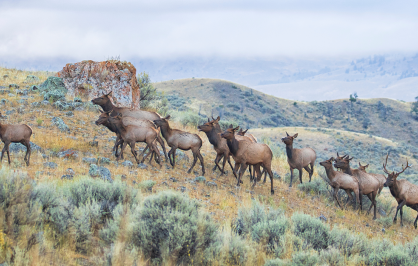A herd of elk, including one antlered bull, moves across a sagebrush-covered hillside in a mountainous landscape. Rocky outcrops and rolling hills stretch into the distance beneath low clouds and mist, creating a muted autumn scene.