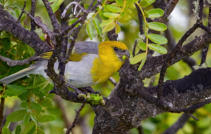 A brightly colored palila bird with a golden-yellow head and chest, gray back, and white belly perches among the twisting branches of a leafy tree. The bird appears to be feeding on a green seed pod, surrounded by dense green foliage and patches of lichen.