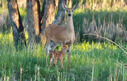 White-tailed doe standing in a lush green meadow with a spotted fawn sheltered beneath her. Tall grasses and reeds surround the pair, while sunlit trees and soft-focus vegetation create a warm woodland backdrop.