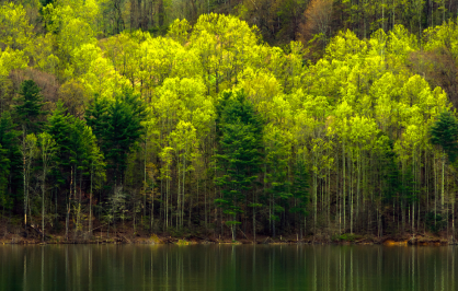A hillside in Cherokee National Forest covered with trees in fresh spring foliage, their bright chartreuse and dark green leaves lit by sunlight, mirrored in the calm, dark green water of a lake below.