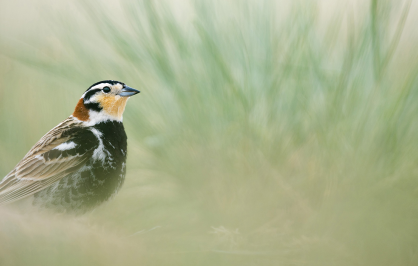 A chestnut-collared longspur perches low among tall prairie grasses, facing right with soft green-gray grass blades blurred in the background.