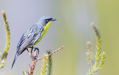 Kirtland's warbler with a bright yellow throat and gray-and-black plumage perched among the green needles and new growth of a pine tree.