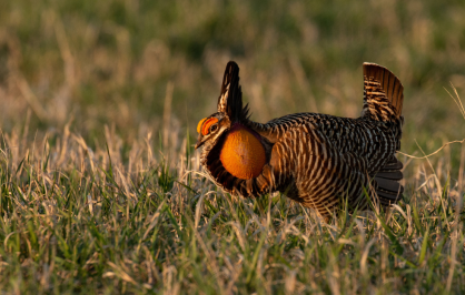 Male lesser prairie-chicken displaying on native grassland at sunrise, with a brightly inflated orange throat sac, raised tail feathers, and barred plumage illuminated by warm golden light. The bird stands among short prairie grasses against a softly blurred grassland background.