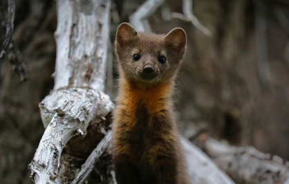A curious baby American marten looks at the camera. It has a unique orange pattern around its throat.