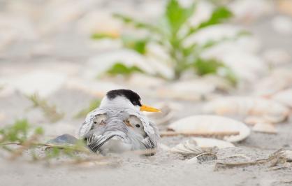 least-tern-twitter-card-1200x628.jpg